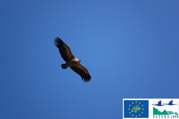 lifeforlifelines_opisprojekta