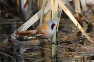 Brkata sinica(Panurus biarmicus)
