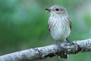 Sivi muhar(Muscicapa striata)