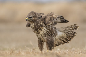 Kanja(Buteo buteo)