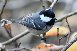 Menišček(Periparus ater)