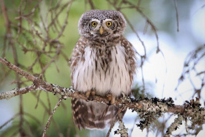 Mali skovik<br />(<em>Glaucidium passerinum</em>)