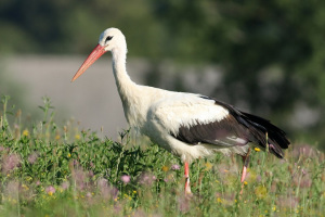 Bela štorklja<br />(<em>Ciconia ciconia</em>)