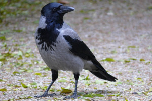 Siva vrana(Corvus cornix)