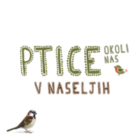 Katere so bile najštevilčnejše #Ptice okoli nas v letu 2024?