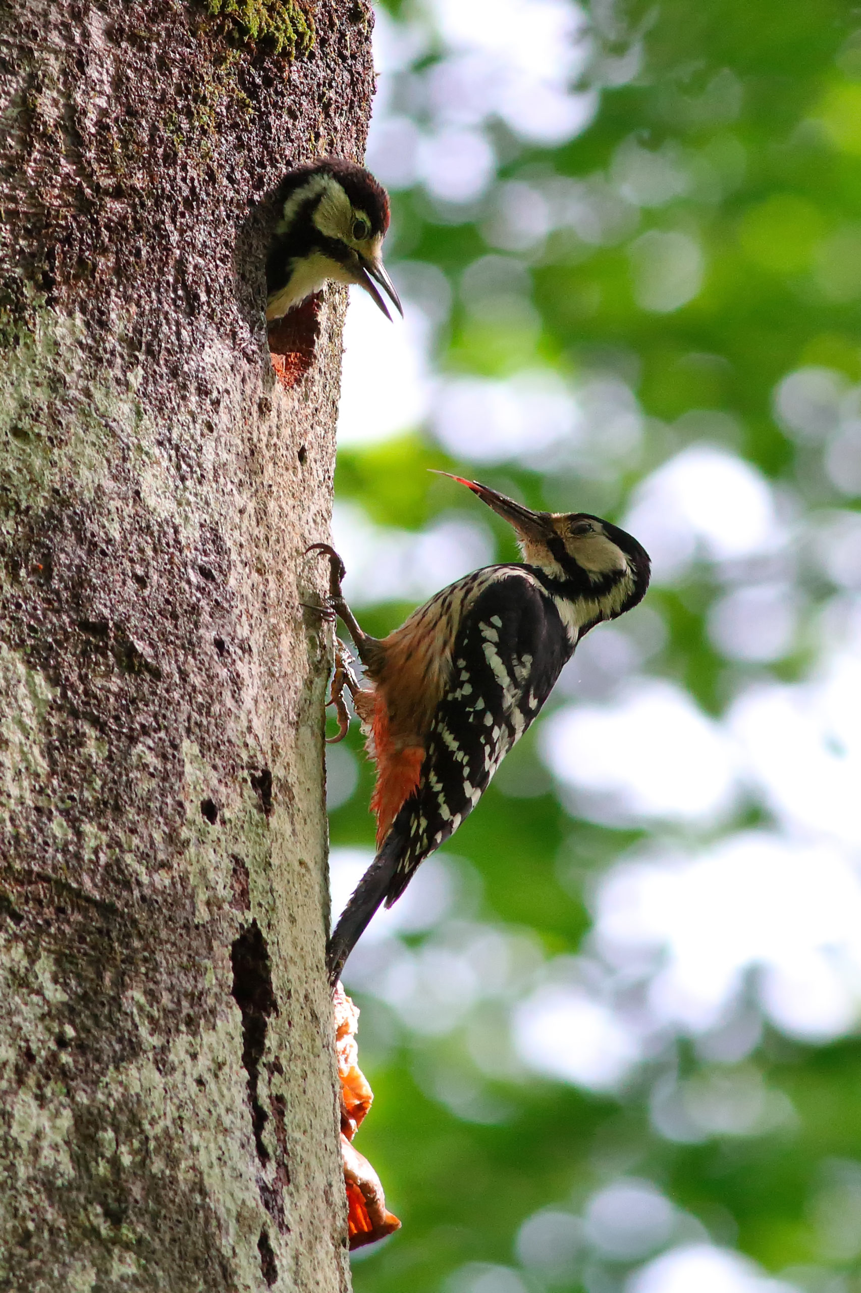 BELOHRBTI DETEL (Dendrocopos leucotos) kot krovna vrsta kaže na dobro stanje okolja in visoko stopnjo biotske raznovrstnosti. foto: Gregor Bernard
