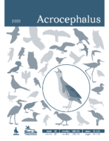 Acrochepalus_190_191_web