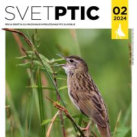 POLETNI SVET PTIC
