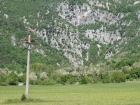 Uspešna sanacija nevarnih daljnovodov na gnezditvenem območju velike uharice v Vipavski dolini