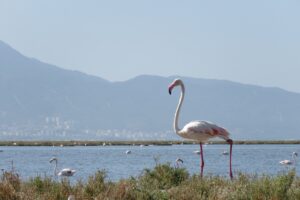 Plamenec. Foto: Urša Očko