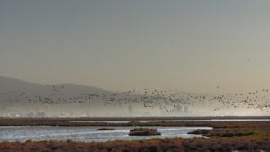 Gediz delta. Foto: Ali İhsan Mimtaş