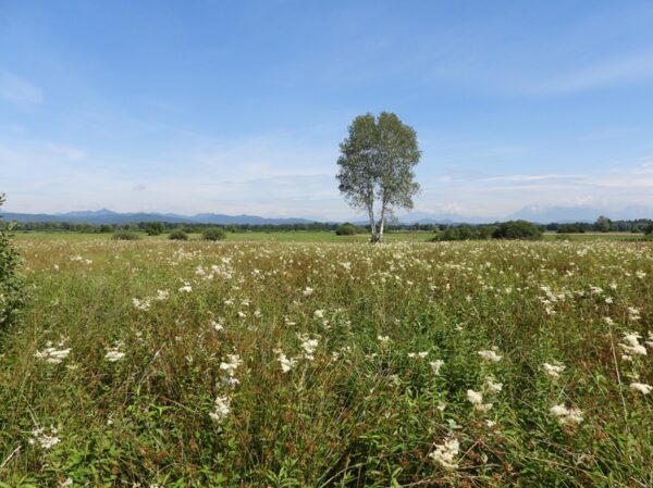 ŽivoLjuB - Izbolj&scaron;anje stanja izbranih vrst in habitatnih tipov na Ljubljanskem barju