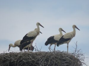 S štirih gnezd je poletelo kar 5 mladičev. Foto: Urša Očko
